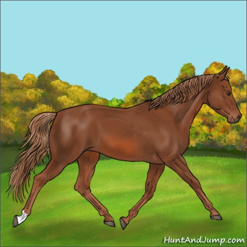 Horse Color:Chestnut 