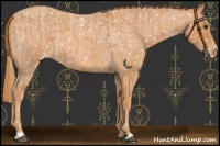 Horse Color:Chestnut Appaloosa  and Red Roan Appaloosa 