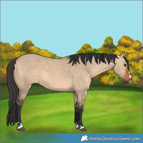 Horse Color:Bay Dun 