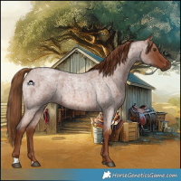 Horse Color:Red Roan 