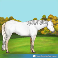 Horse Color:Gray Palomino Near Leopard and Gray Palomino