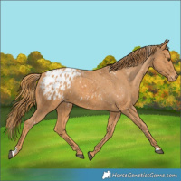 Horse Color:Chestnut Appaloosa and Chestnut Appaloosa