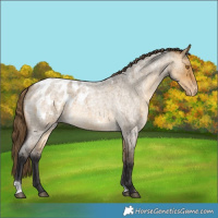 Horse Color:Buckskin Roan Dun Appaloosa 