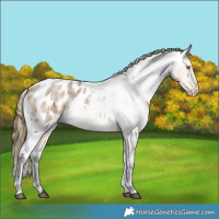 Horse Color:Buckskin Roan Dun Blanket 