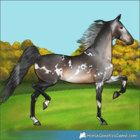 Horse Color:Gray White Spotted Brown Rabicano 