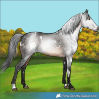 Horse Color:Gray White Spotted Brown Rabicano 
