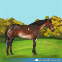 Horse Color:White Spotted Brown Rabicano 