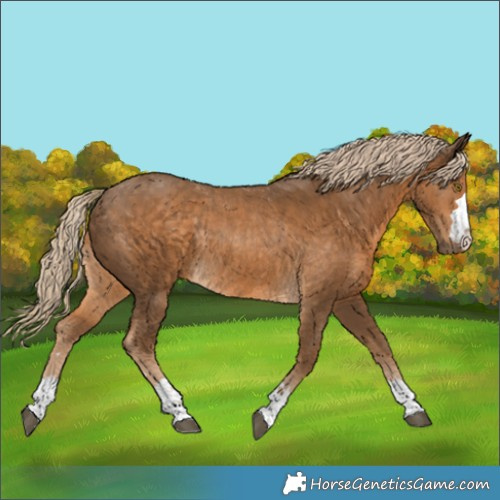 Horse Color:Chocolate Palomino Rabicano 