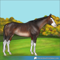 Horse Color:Bay Splash Rabicano