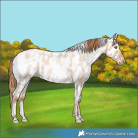 Horse Color:White Spotted Classic Champagne Roan Pearl Appaloosa 