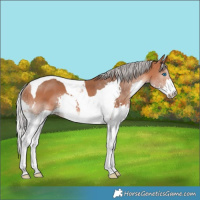 Horse Color:Silver Bay Splash Tobiano