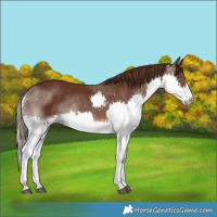 Horse Color:Liver Chestnut Splash Rabicano 