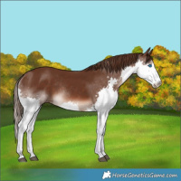 Horse Color:Liver Chestnut Splash Rabicano