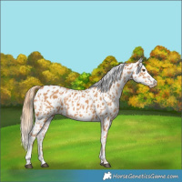 Horse Color:Chestnut Near Leopard  and Chestnut Near Leopard 