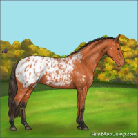 Horse Color:Bay Appaloosa and Bay Appaloosa