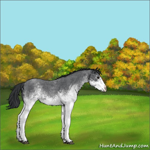 Horse Color:White Spotted Blue Roan 