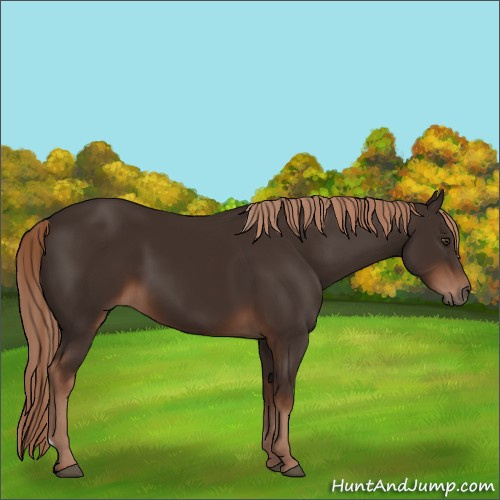 Horse Color:Liver Chestnut 