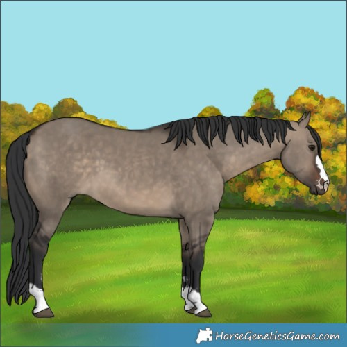 Horse Color:Brown Dun