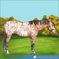 Horse Color:Bay Near Leopard  and Bay Near Leopard 