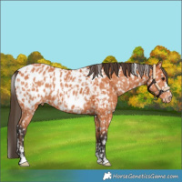 Horse Color:Bay Appaloosa  and Bay Appaloosa 