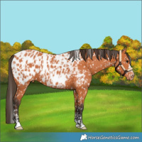 Horse Color:Bay Appaloosa  and Bay Appaloosa 