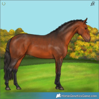 Horse Color:Bay 