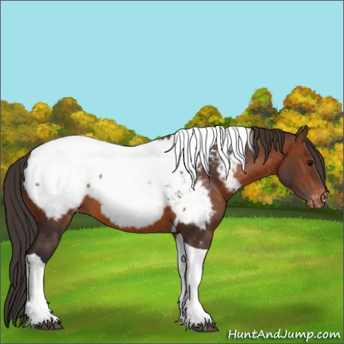 Horse Color:Brown Tobiano Appaloosa
