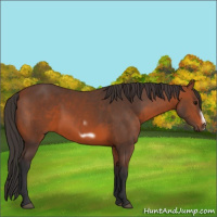 Horse Color:Bay Frame