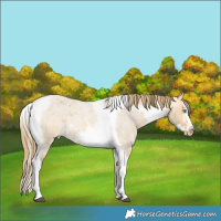 Horse Color:Buckskin Roan Dun Splash Tobiano Frame Varnish Rabicano 