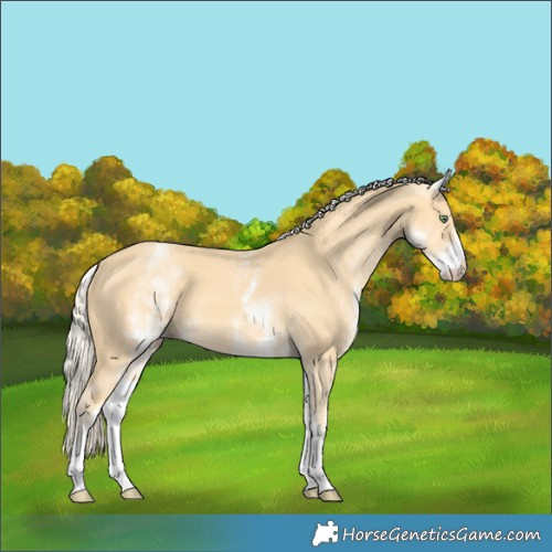Horse Color:White Spotted Gold Cream Champagne 