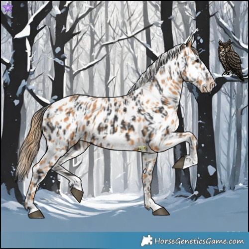 Horse Color:Brown Appaloosa  and Chestnut Appaloosa 