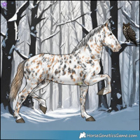 Horse Color:Brown Appaloosa  and Chestnut Appaloosa 