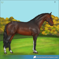 Horse Color:Brown Tobiano 