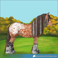 Horse Color:Bay Appaloosa and Bay Appaloosa