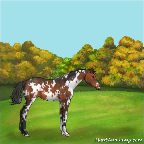 Horse Color:White Spotted Brown 