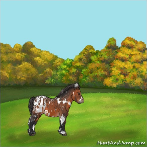 Horse Color:White Spotted Brown Appaloosa 