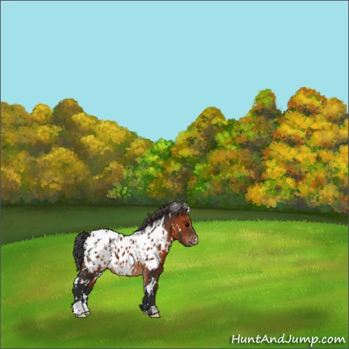 Horse Color:White Spotted Brown Appaloosa 