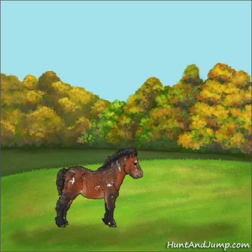 Horse Color:White Spotted Bay 