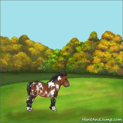 Horse Color:White Spotted Brown 