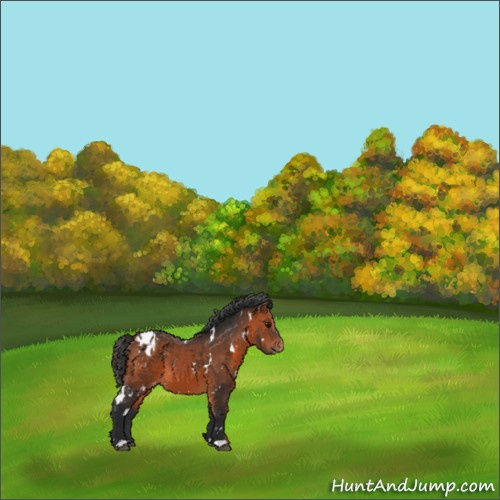 Horse Color:White Spotted Bay Appaloosa 