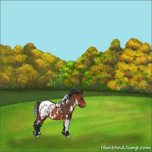 Horse Color:White Spotted Bay Appaloosa 