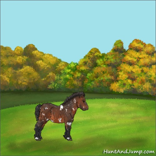 Horse Color:White Spotted Brown 