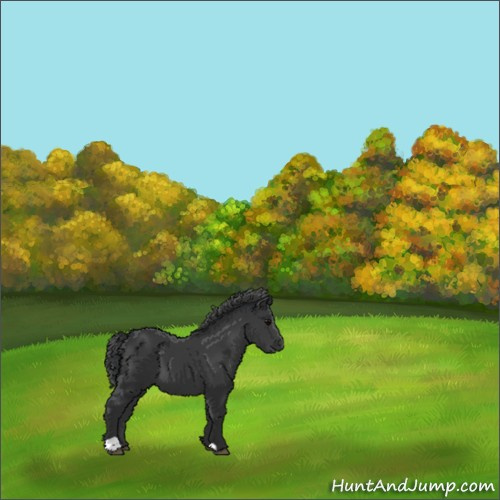 Horse Color:Black 