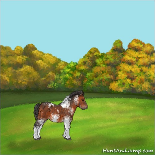 Horse Color:White Spotted Bay 