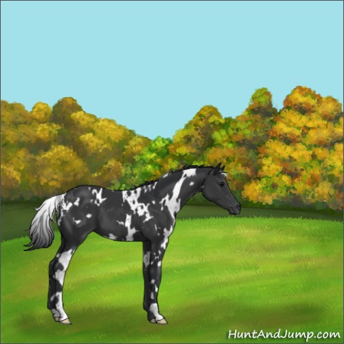 Horse Color:White Spotted Black 