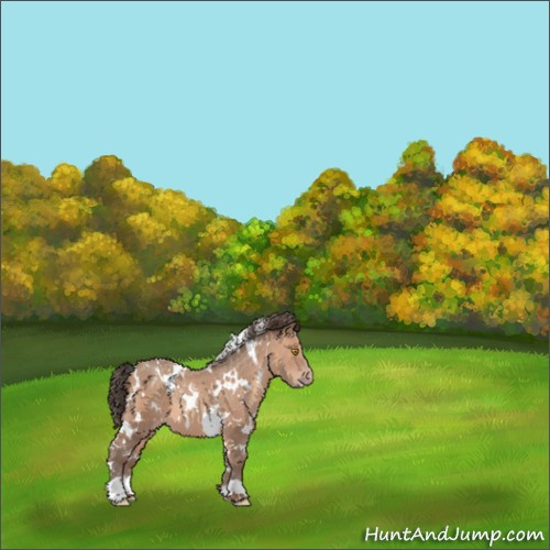 Horse Color:White Spotted Sable Champagne 