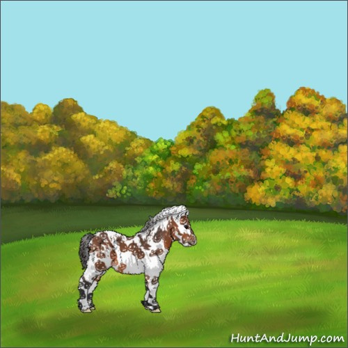 Horse Color:White Spotted Bay 