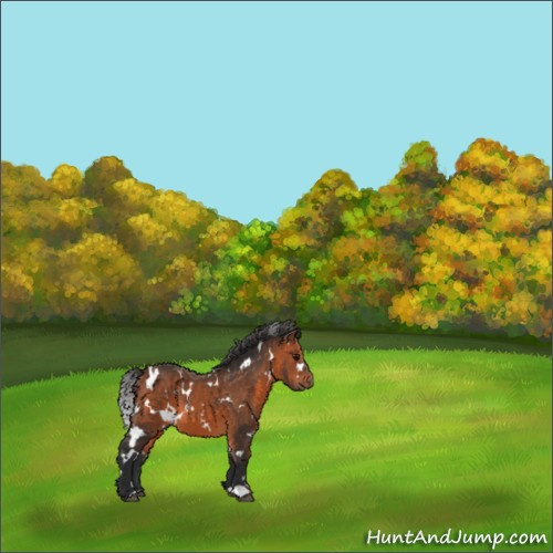 Horse Color:White Spotted Bay 