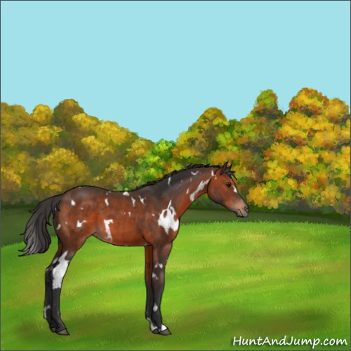 Horse Color:White Spotted Brown 