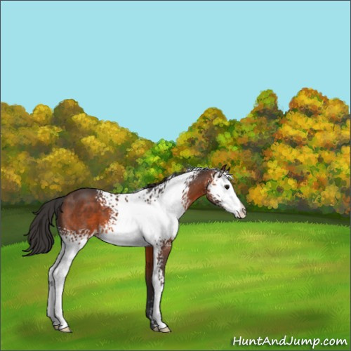 Horse Color:White Spotted Brown 